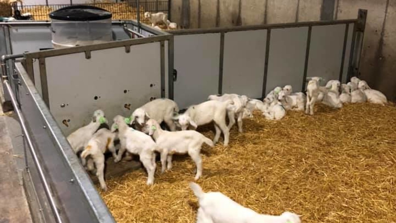 de Kempehoeve DUIZEL afbeelding 6 de Kempehoeve DUIZEL afbeelding 6